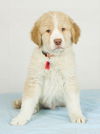 Fritz -Puppy