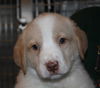 Finnick -Puppy