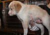 Finnick -Puppy