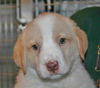 Finnick -Puppy
