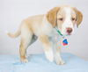 Finnick -Puppy