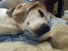 Buddy