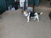 Buddy
