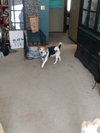 Buddy