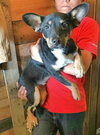 Aria- Puppy