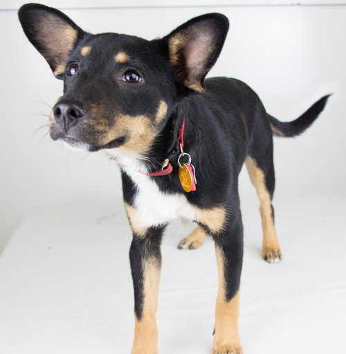 Aria- Puppy
