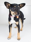 Aria- Puppy