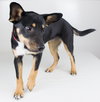 Aria- Puppy