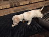 Greg- Puppy