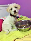 Greg- Puppy