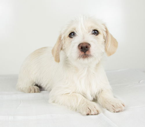 Greg- Puppy