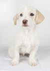Greg- Puppy