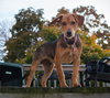 Chase