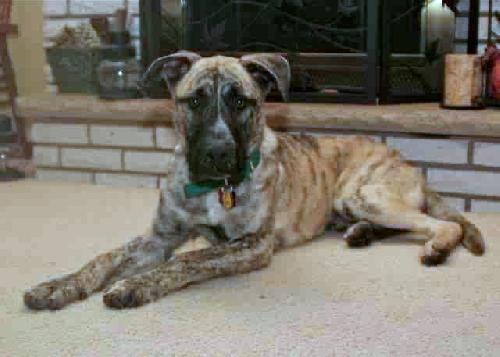 Buster