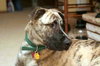 Buster