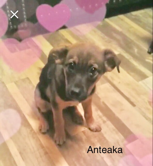 Anteaka
