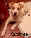 Kambree -Puppy