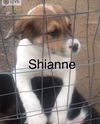 Shianne