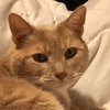 Seamus