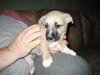 Buster