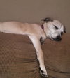 Buster