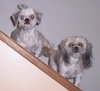 Bubbles & Bubba