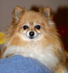 Penny