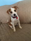 Dee -Puppy