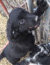 Violet -Puppy