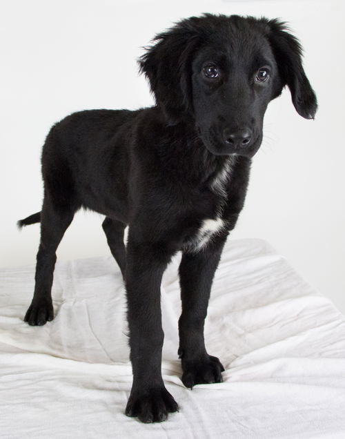 Violet -Puppy