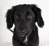 Violet -Puppy