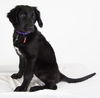Violet -Puppy