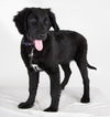 Violet -Puppy