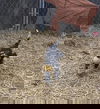 Klause -Puppy