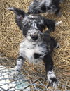 Klause -Puppy