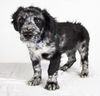 Klause -Puppy