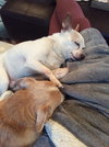 Skip (and Momo)