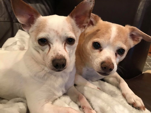 Skip (and Momo)