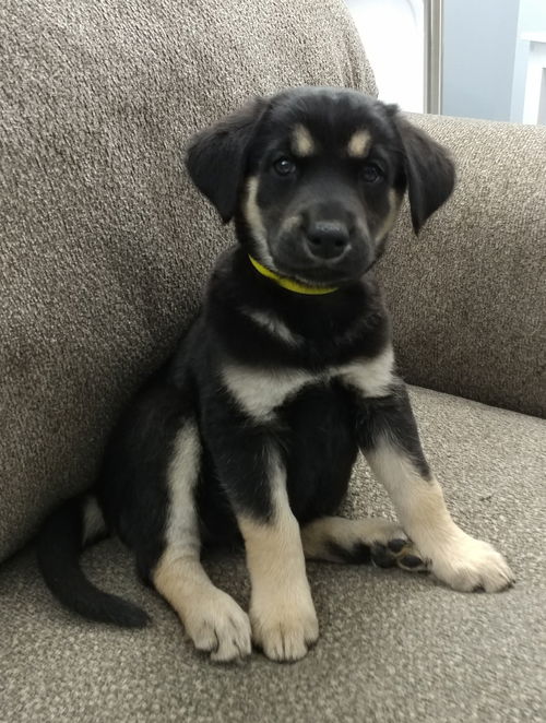 Daphne