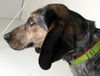Sofie