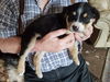 Karmann Ghia  -Puppy Foster Needed 4/13