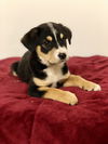 Karmann Ghia  -Puppy Foster Needed 4/13