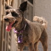 Missy Senior