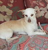 Marmalade
