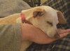 Marmalade
