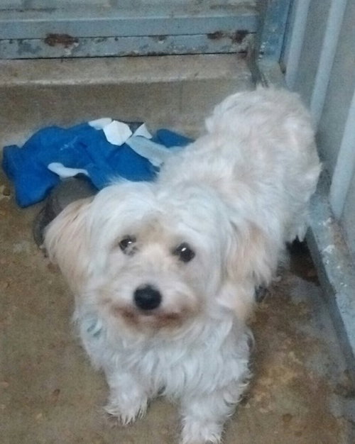Mercy -Foster Needed 4/14