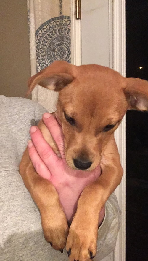 Syreana -Puppy