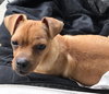 Groot -Puppy
