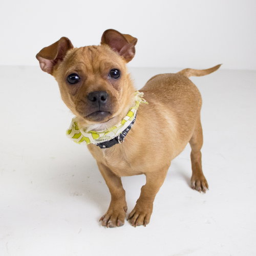 Groot -Puppy