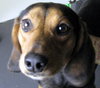 Doogie -Pup
